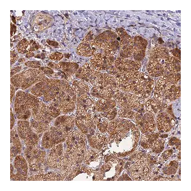 Merck Anti-PEX3 antibody produced in rabbit