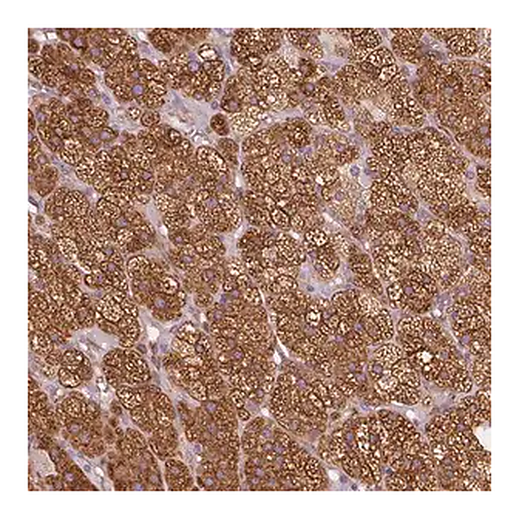 Merck Anti-HSD3B1 antibody produced in rabbit