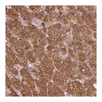 Merck Anti-HSD3B1 antibody produced in rabbit
