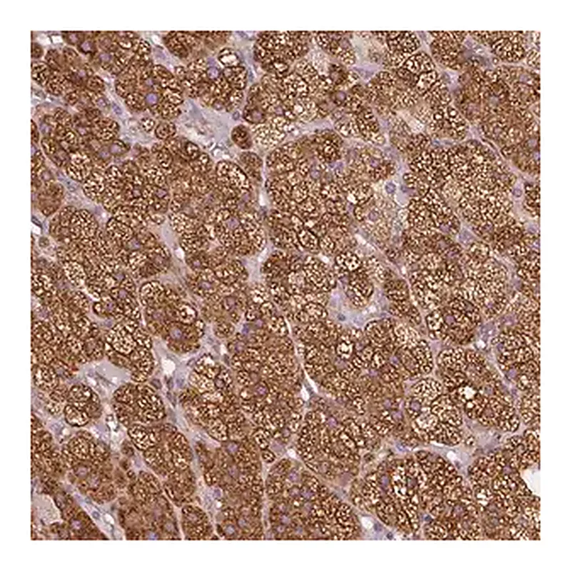 Merck Anti-HSD3B1 antibody produced in rabbit