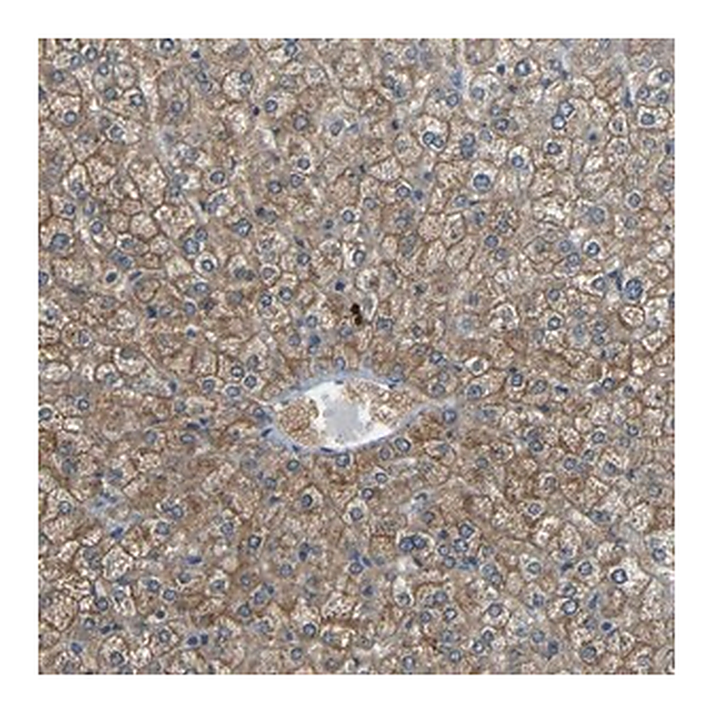 Merck Anti-CYP26B1 antibody produced in rabbit