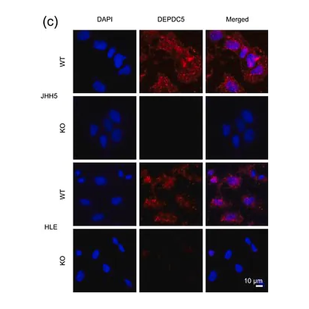 Merck Anti-DEPDC5 antibody produced in rabbit