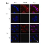 Merck Anti-DEPDC5 antibody produced in rabbit