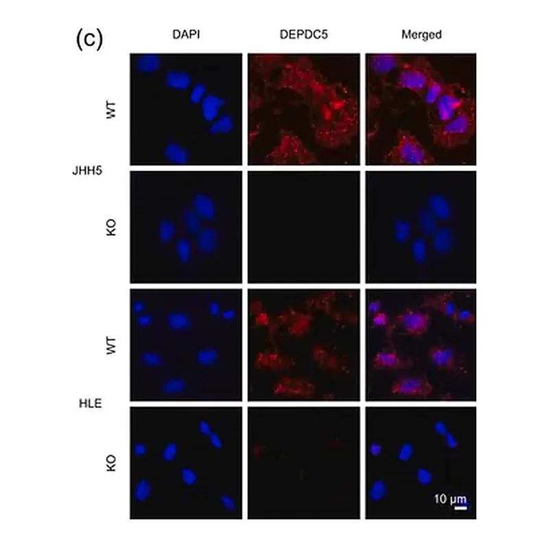 Merck Anti-DEPDC5 antibody produced in rabbit