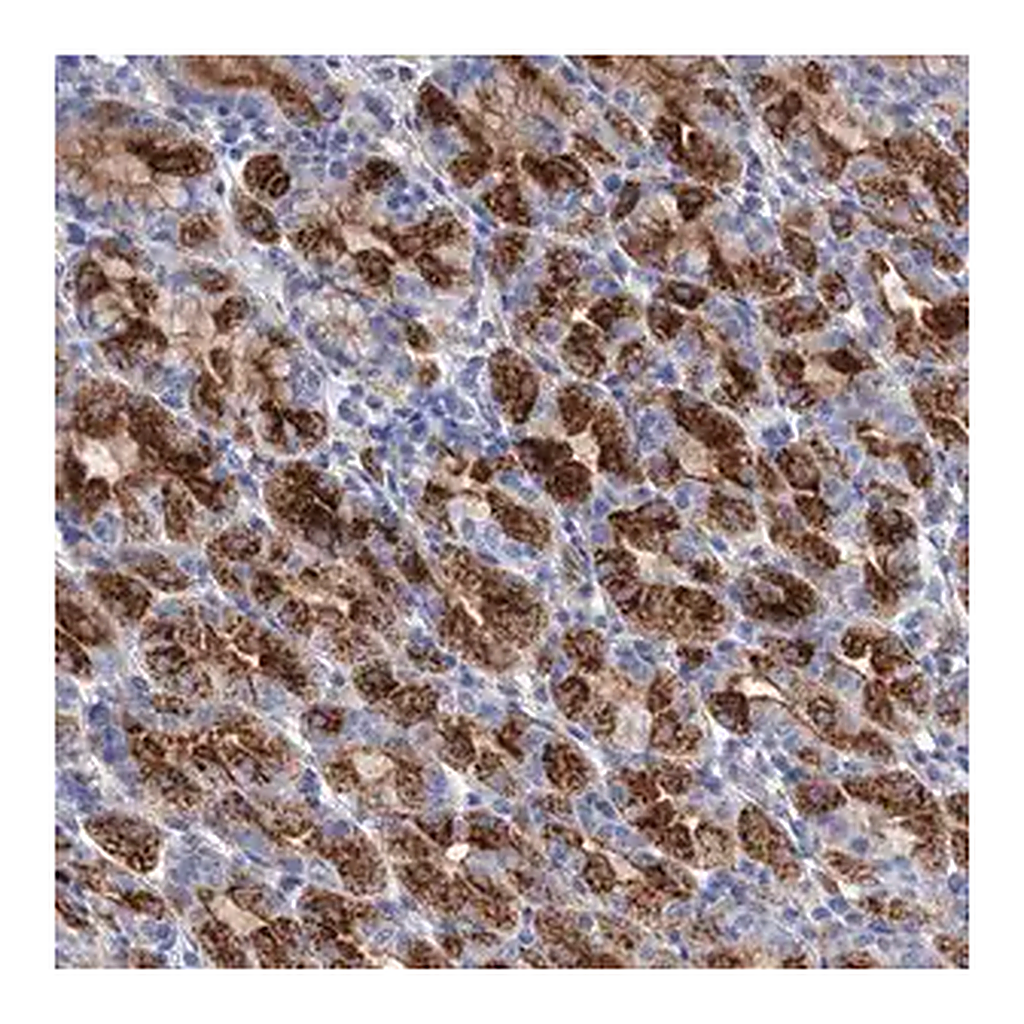 Merck Anti-GPR155 antibody produced in rabbit