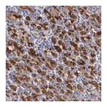 Merck Anti-GPR155 antibody produced in rabbit