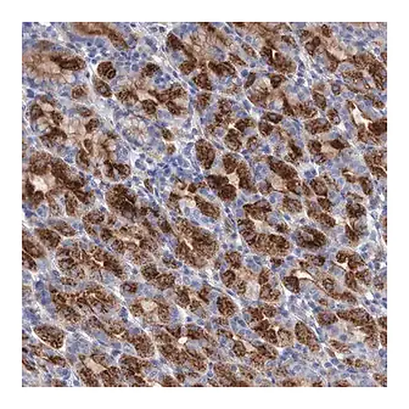 Merck Anti-GPR155 antibody produced in rabbit