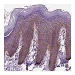 Merck Anti-RMDN3 antibody produced in rabbit
