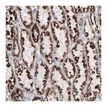 Merck ANTI-HSPA9 antibody produced in rabbit