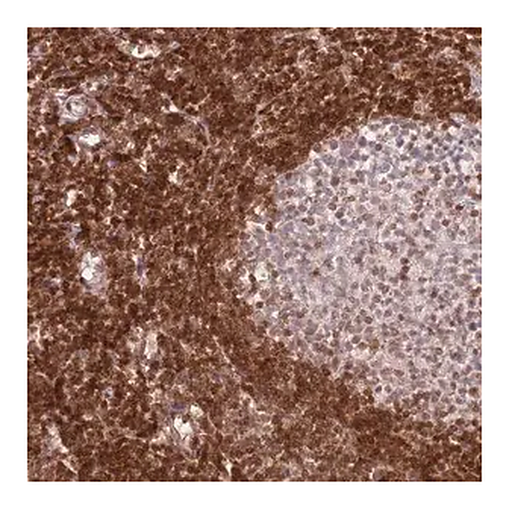 Merck Anti-SELENOH antibody produced in rabbit
