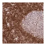 Merck Anti-SELENOH antibody produced in rabbit