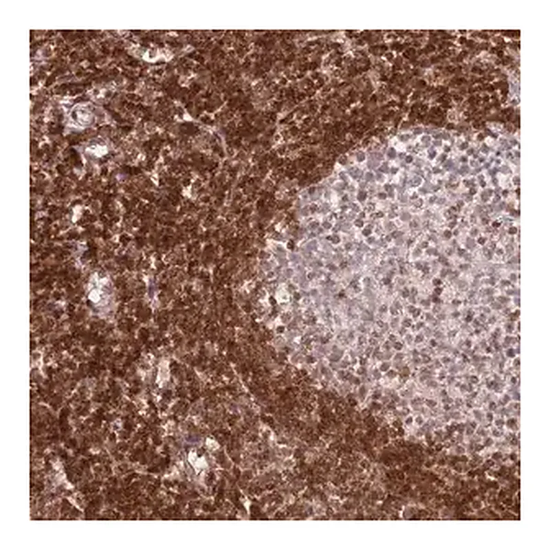 Merck Anti-SELENOH antibody produced in rabbit