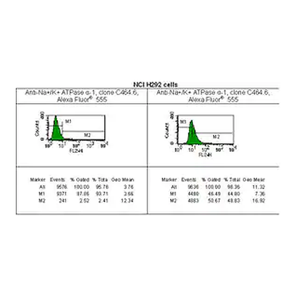 Merck Anti-Na+/K+ ATPase α-1 Antibody, clone C464.6, Alexa Fluor 555