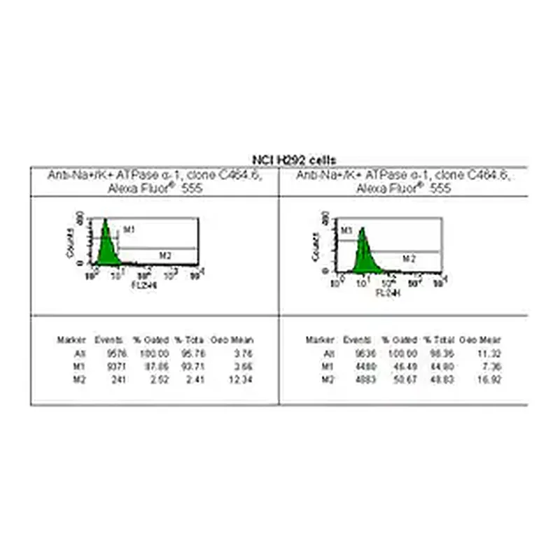 Merck Anti-Na+/K+ ATPase α-1 Antibody, clone C464.6, Alexa Fluor 555