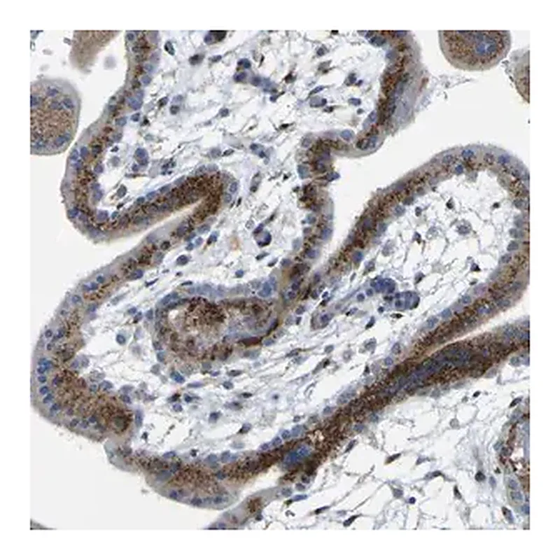 Merck Anti-IGF2R antibody produced in rabbit