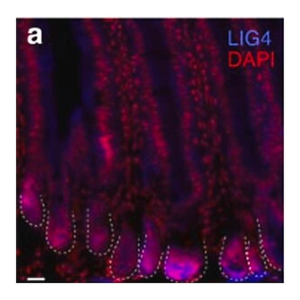 Merck Anti-LIG4 antibody produced in rabbit