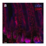 Merck Anti-LIG4 antibody produced in rabbit