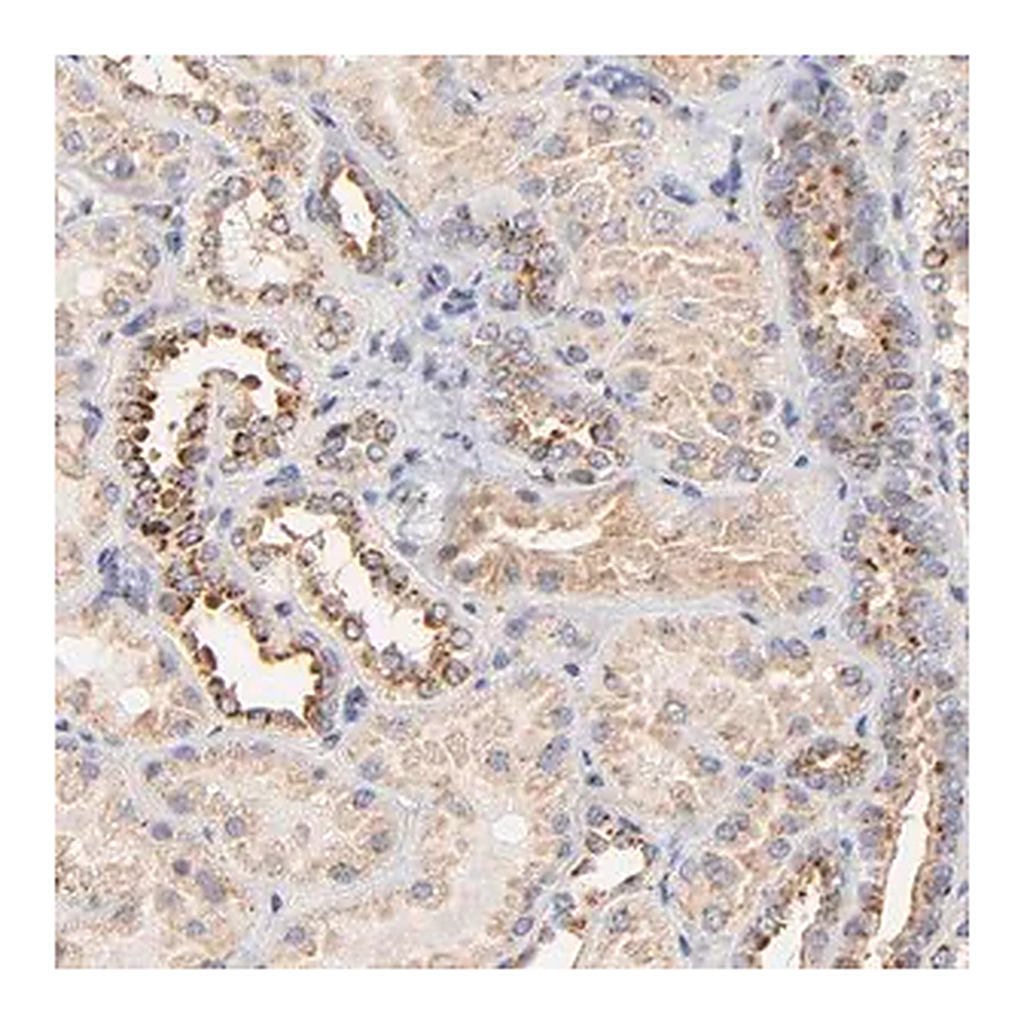 Merck Anti-FMNL3 antibody produced in rabbit