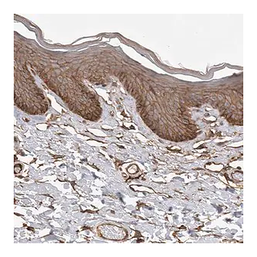 Merck Anti-NECTIN1 antibody produced in rabbit