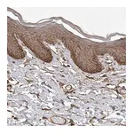 Merck Anti-NECTIN1 antibody produced in rabbit