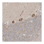 Merck Anti-NPPC antibody produced in rabbit