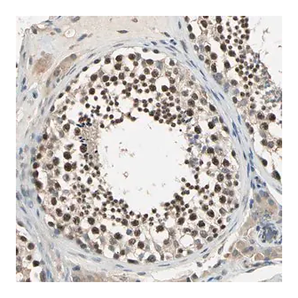Merck Anti-FAM208A antibody produced in rabbit