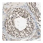 Merck Anti-FAM208A antibody produced in rabbit