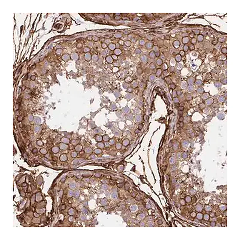Merck Anti-MAP1LC3B antibody produced in rabbit