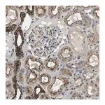 Merck Anti-KCNJ15 antibody produced in rabbit