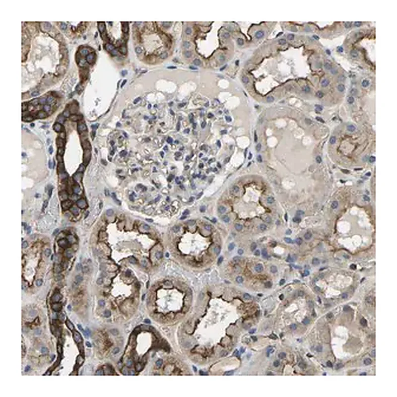 Merck Anti-KCNJ15 antibody produced in rabbit