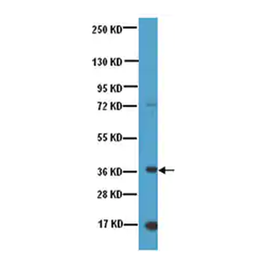 Merck Anti-Nanog Antibody, NT