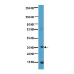 Merck Anti-Nanog Antibody, NT