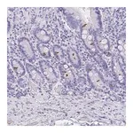 Merck Anti-AVIL antibody produced in rabbit