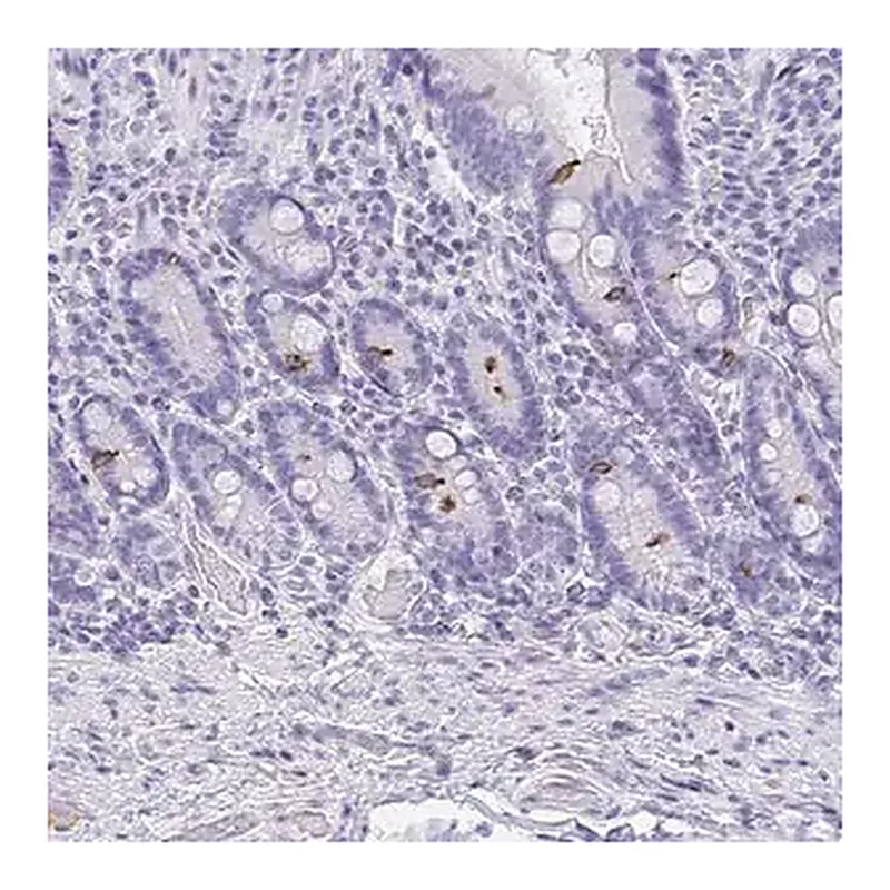 Merck Anti-AVIL antibody produced in rabbit