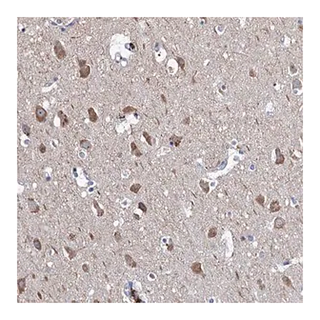 Merck Anti-NPAS4 antibody produced in rabbit