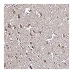 Merck Anti-NPAS4 antibody produced in rabbit