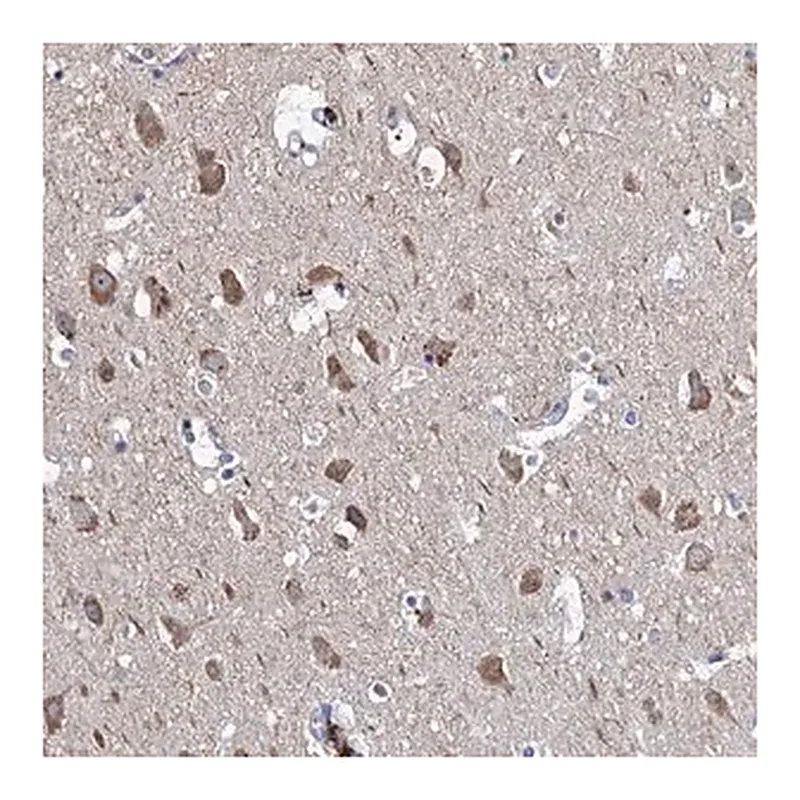 Merck Anti-NPAS4 antibody produced in rabbit