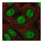 Merck Anti-RNF220 antibody produced in rabbit