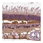 Merck Anti-CRABP1 antibody produced in rabbit