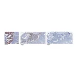 Merck Anti-SIRT1 Antibody, clone 10E4
