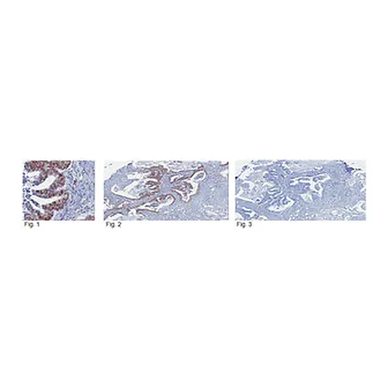 Merck Anti-SIRT1 Antibody, clone 10E4
