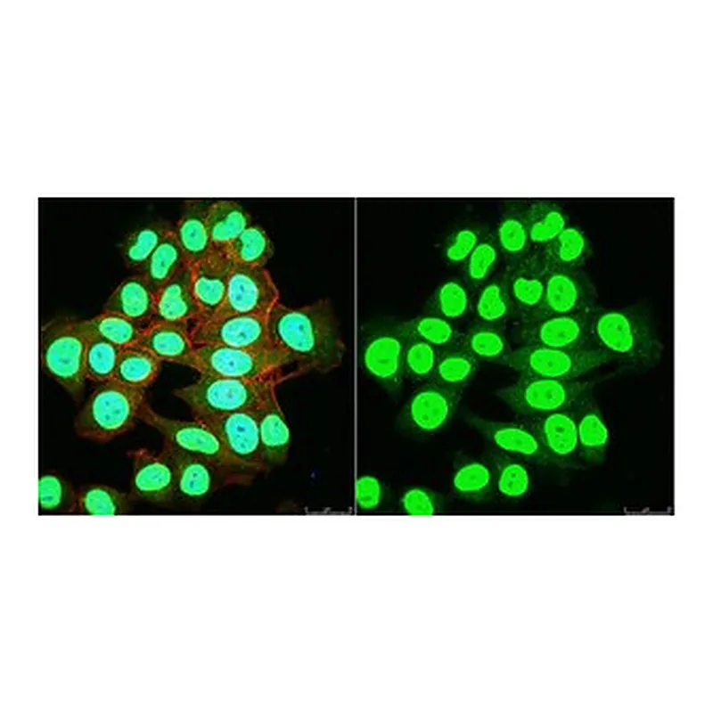 Merck Anti-SNF2β/BRG1 Antibody