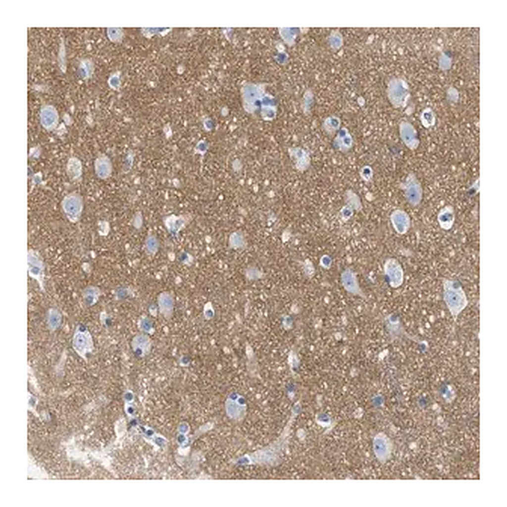 Merck Anti-GPM6A antibody produced in rabbit