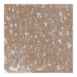 Merck Anti-GPM6A antibody produced in rabbit