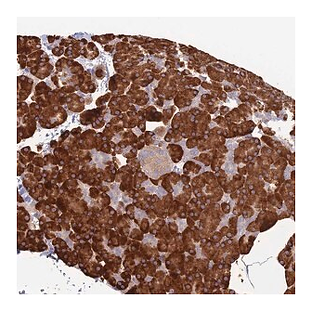 Merck Anti-TRAPPC6A antibody produced in rabbit