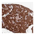 Merck Anti-TRAPPC6A antibody produced in rabbit