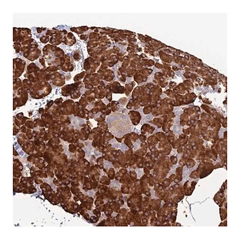 Merck Anti-TRAPPC6A antibody produced in rabbit