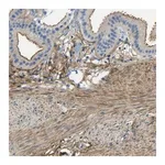 Merck Anti-OGN antibody produced in rabbit