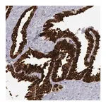 Merck Anti-COX2 antibody produced in rabbit