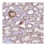 Merck Anti-COA5 antibody produced in rabbit